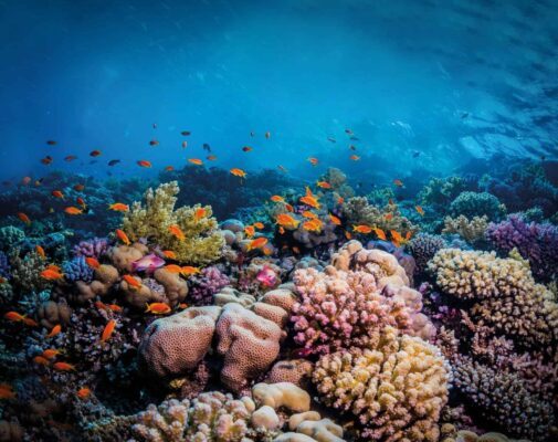 raya-animal-un-voyage-fascinant-dans-le-monde-des-raies-exotiques