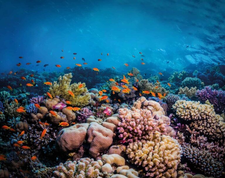 raya-animal-un-voyage-fascinant-dans-le-monde-des-raies-exotiques